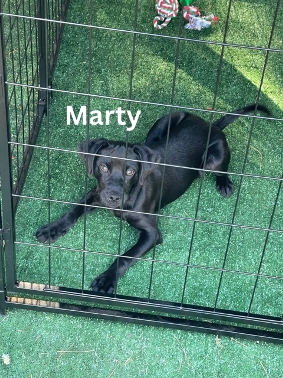 Marty
