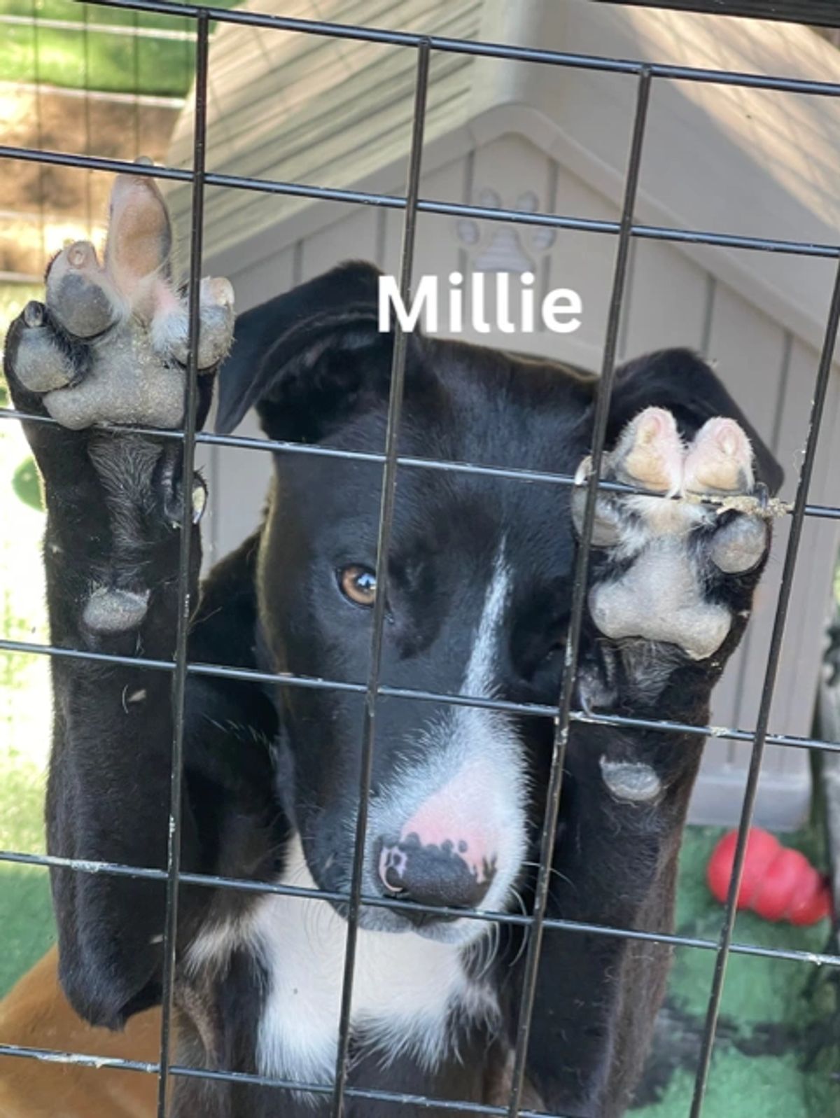 Millie