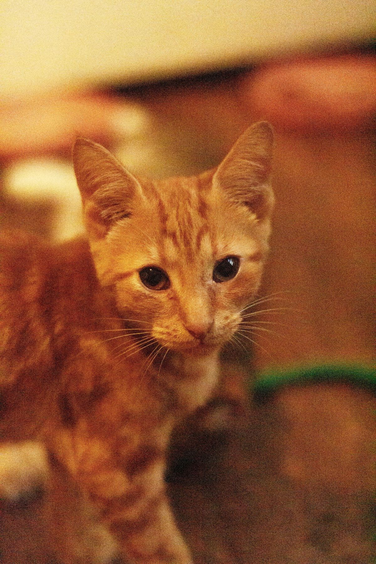 OJ, an orange tabby with Kindred Tails