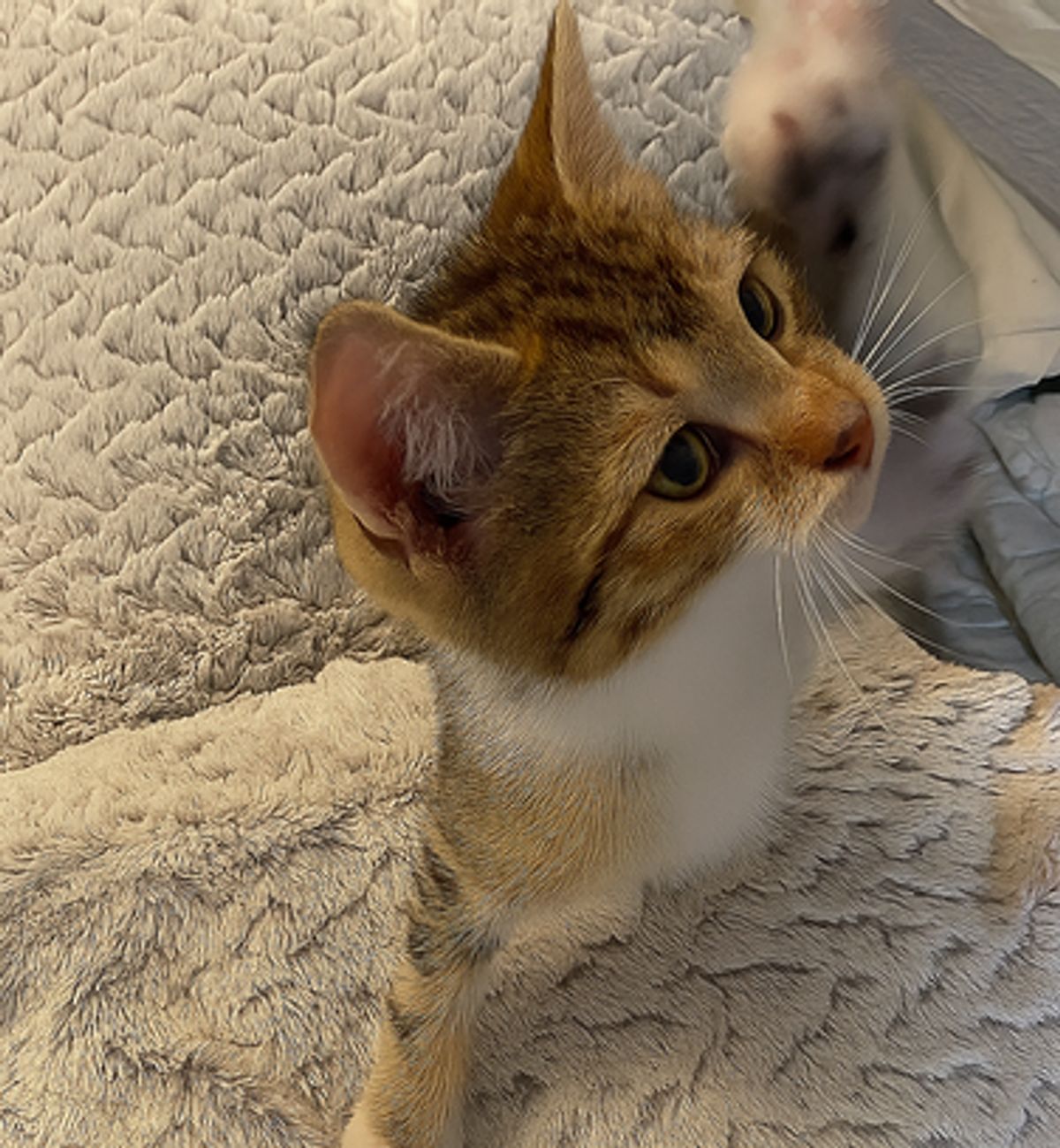 Meet PJ