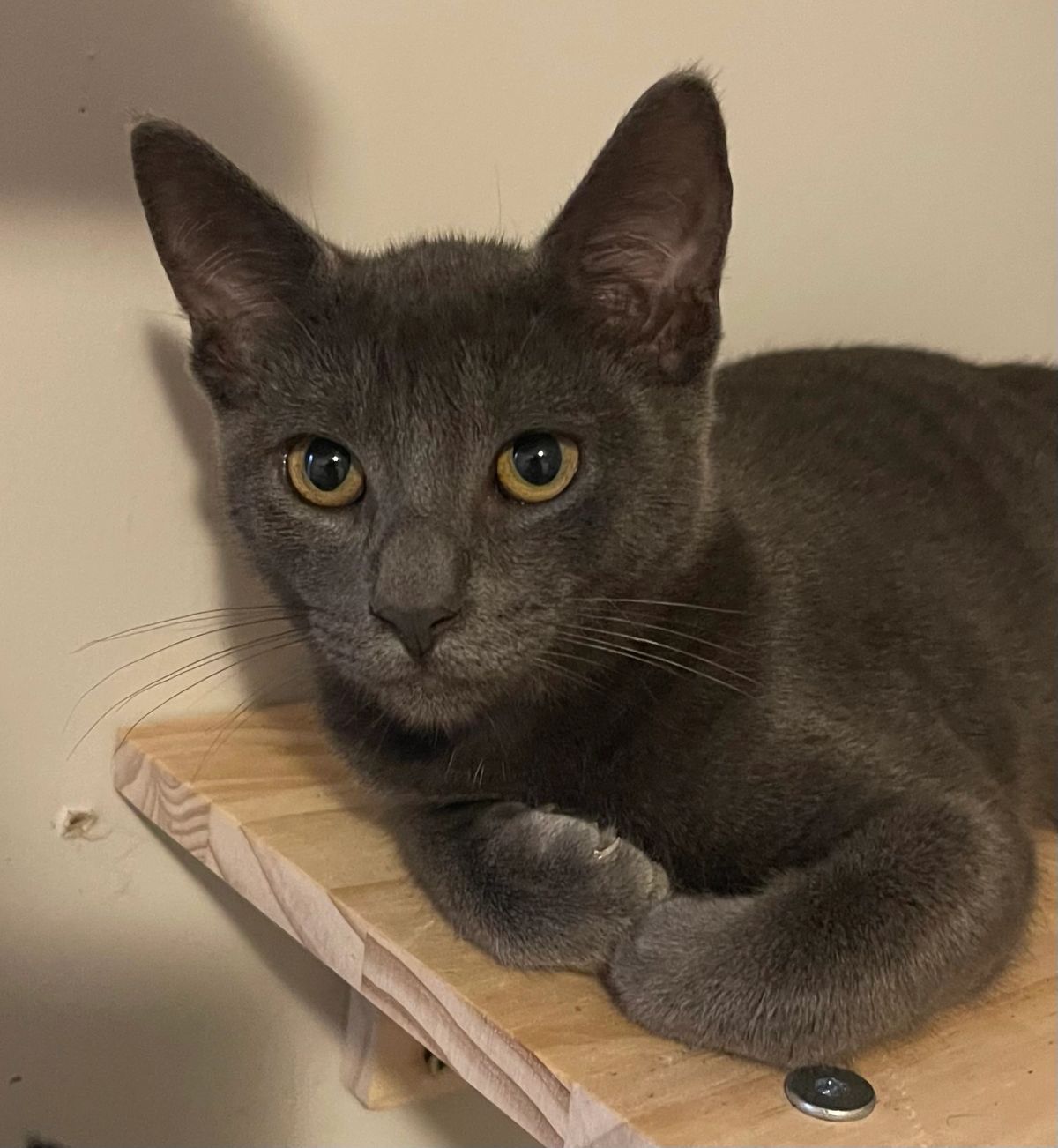 RJ, a silver-coated cat