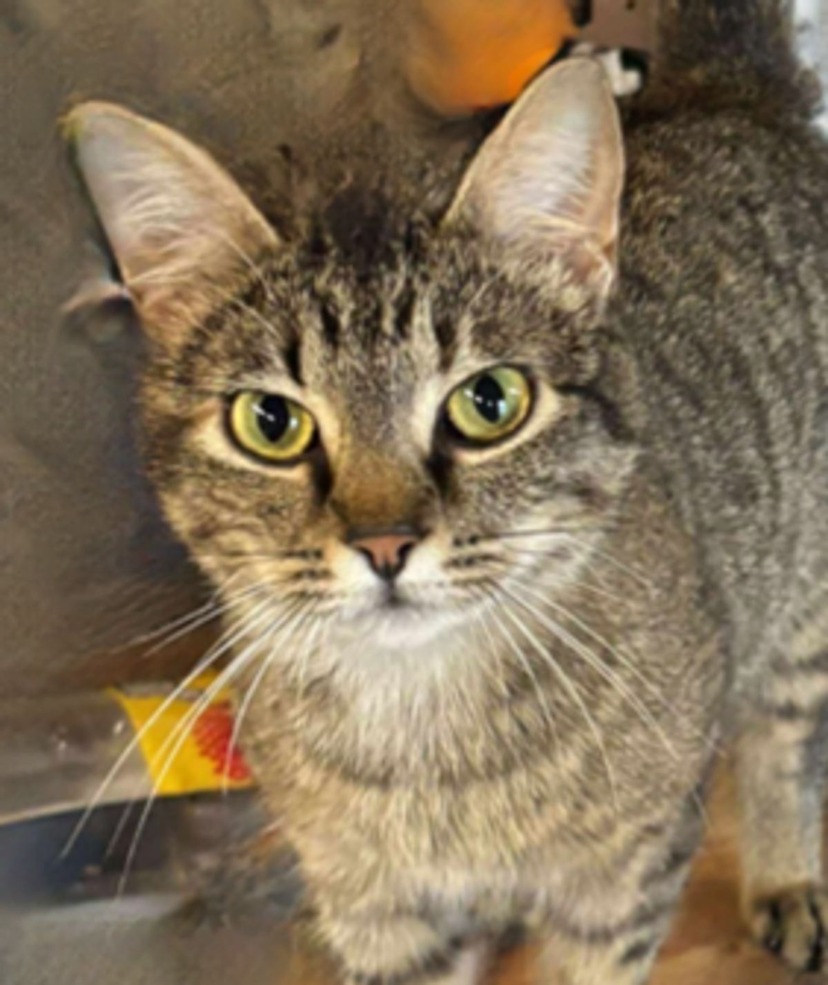 Sweet Pea, a Kindred Tails cat
