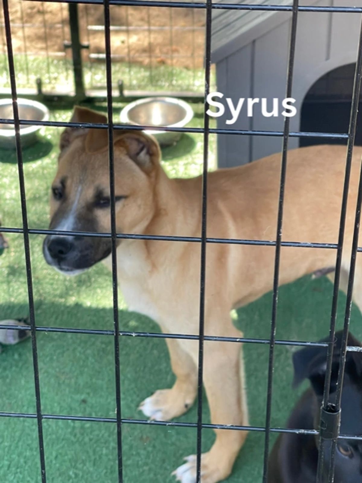Syrus